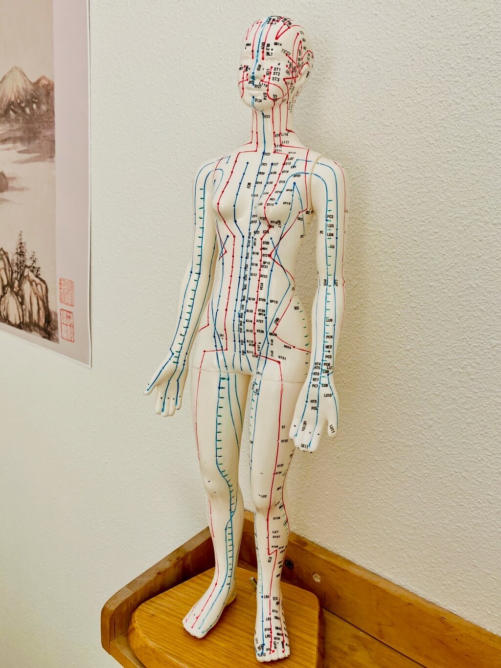 Acupunctuurmodel