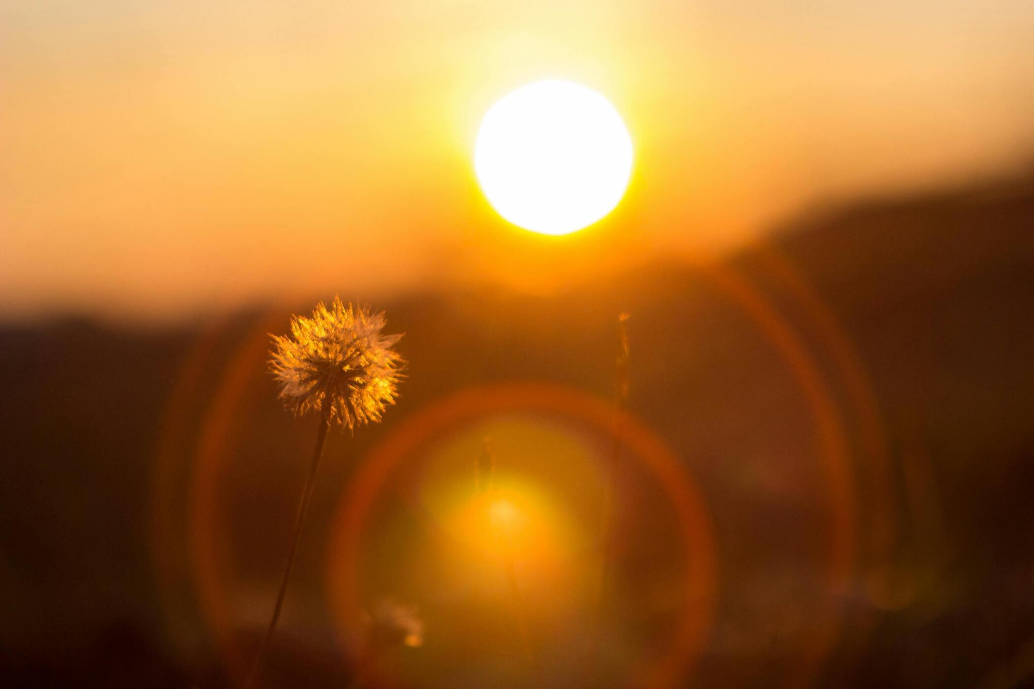 Dromerig paardebloem silhouet bij zonsondergang